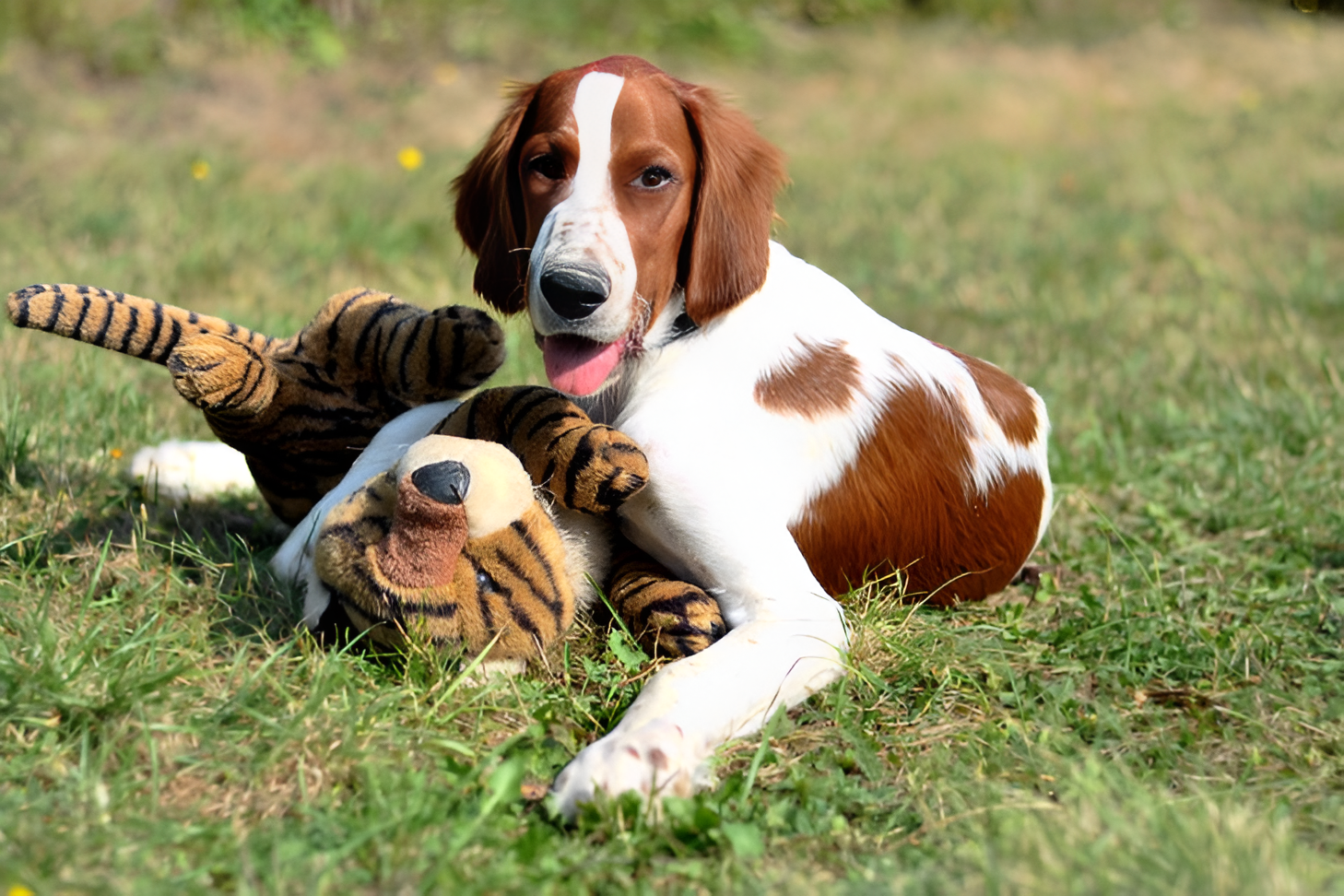 Choosing the Best Pet Toys for Active Pets