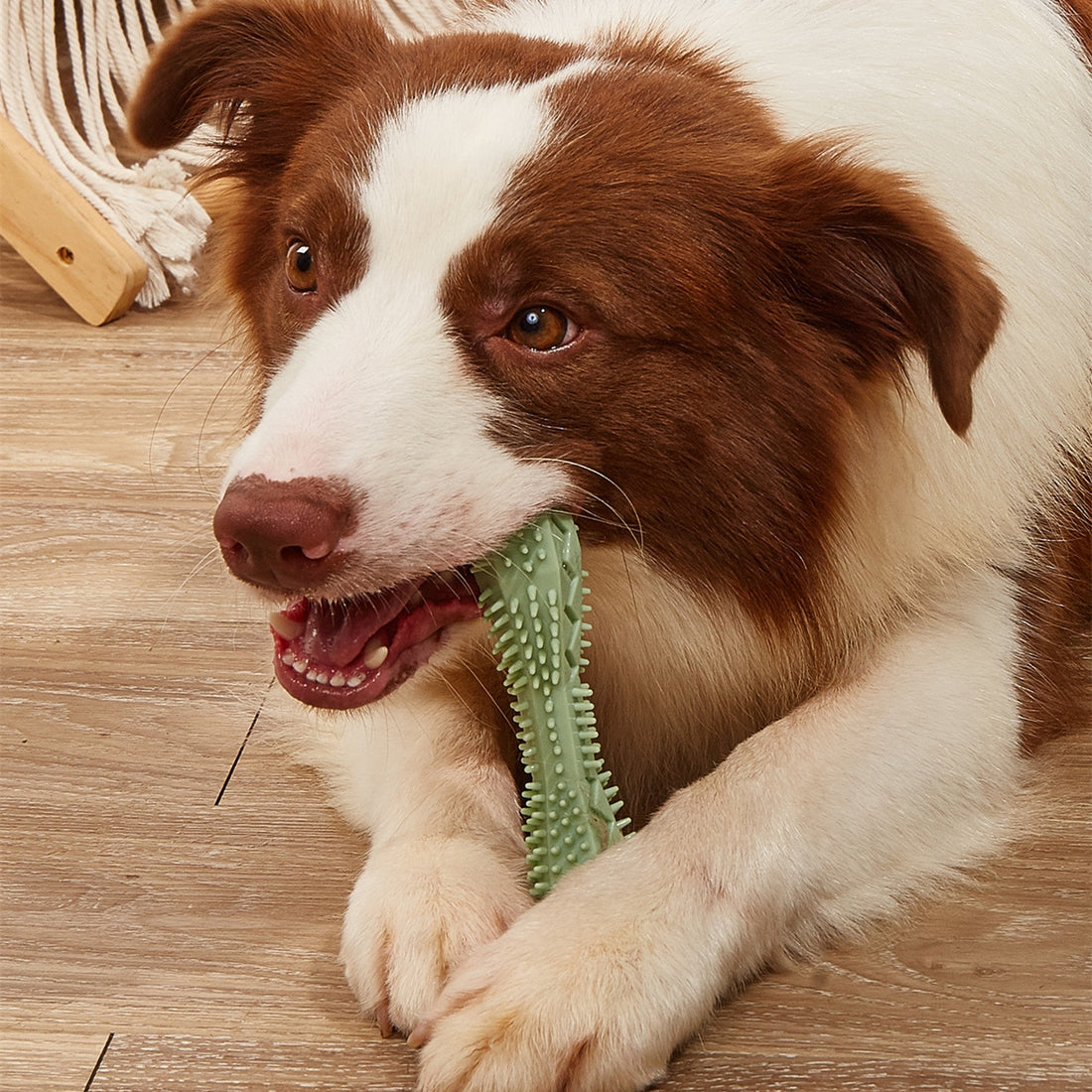 Pet Chew Toy For Teeth Cleaning And Dental Care