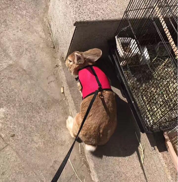 Adjustable Leash For Small Pets