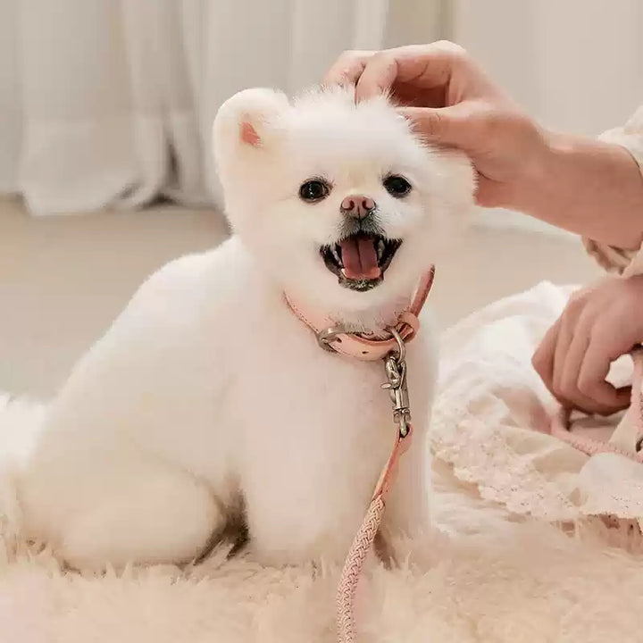 Leather Handheld Collar And Leash For Pets