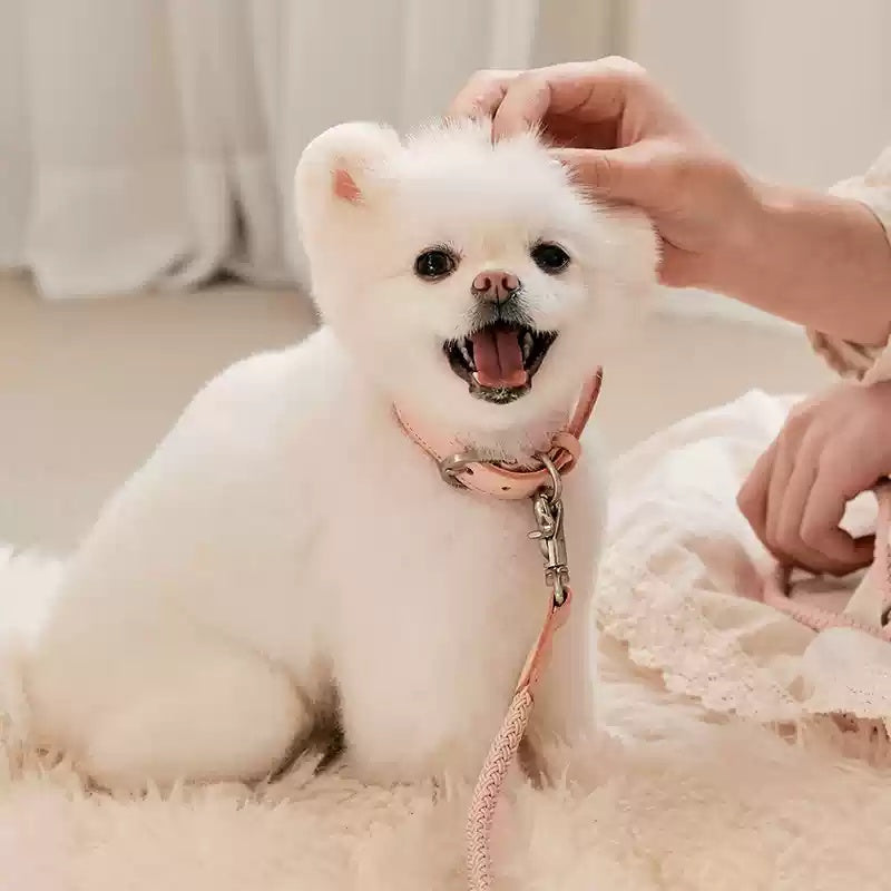 Leather Handheld Collar And Leash For Pets