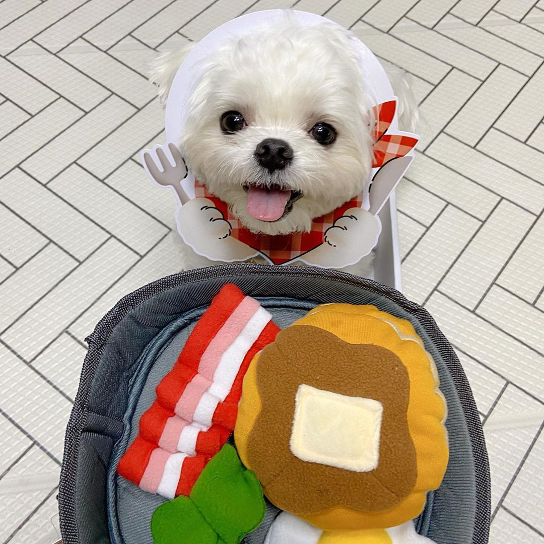 Interactive Pet Hide And Seek Toy For Treat Dispensing
