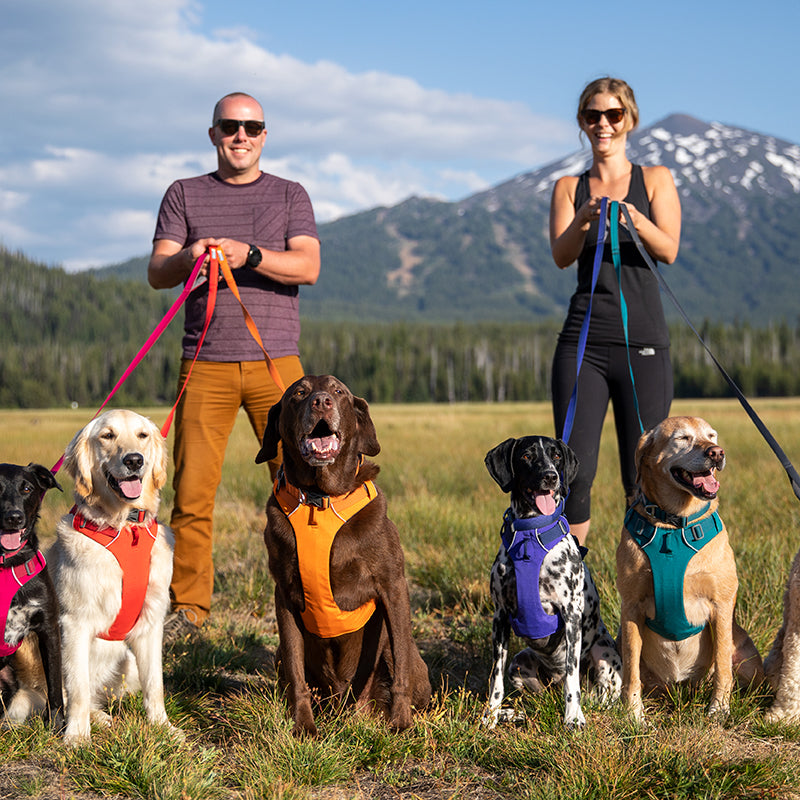 Chest and Back Harness Leash For Pets