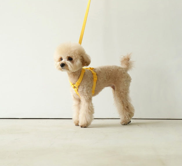 Macaron Ins Wind Leash For Pets